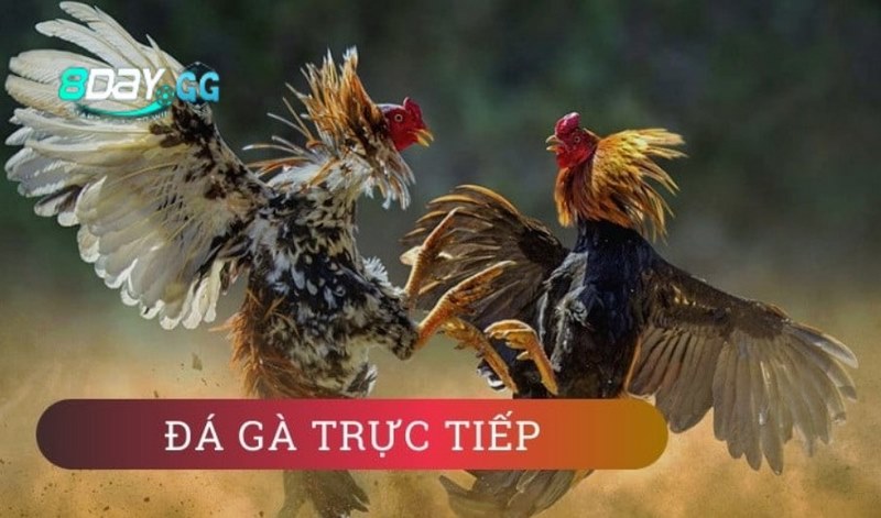 Sảnh cược đá gà trực tiếp nổi tiếng S128